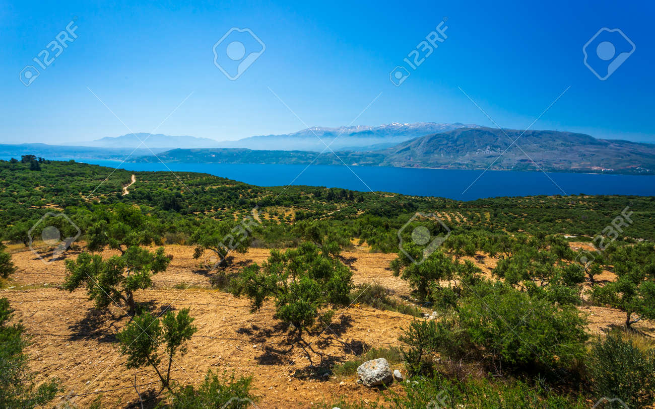 View Of Landscape With Olive Trees Mountains And Sea Of Crete Stock Photo Picture And Royalty Free Image Image 128069785
