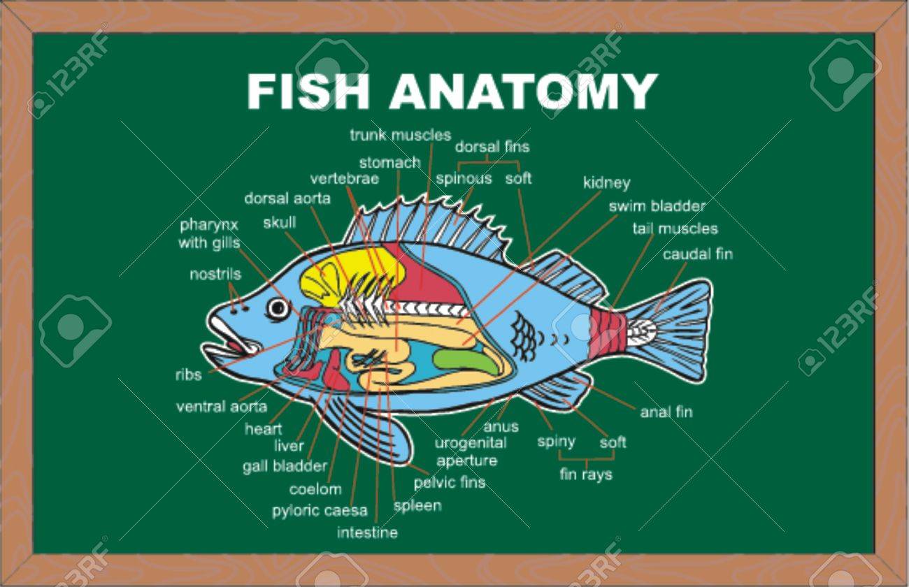 魚の解剖学 ベクトル イラスト のイラスト素材 ベクタ Image