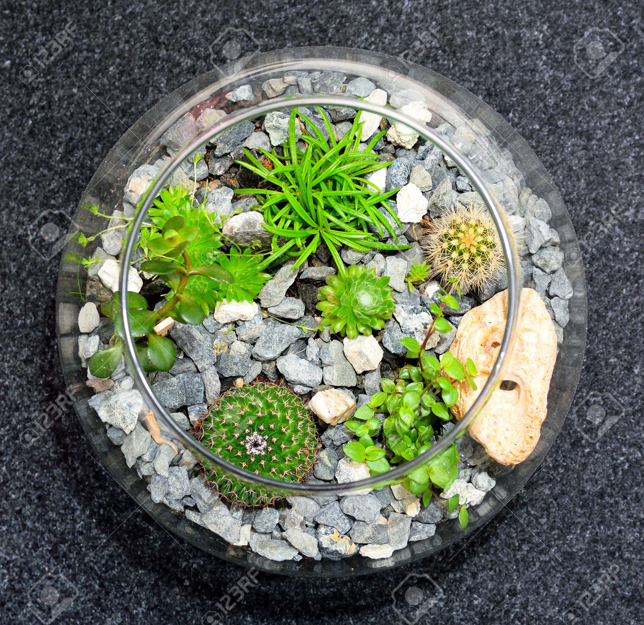 Table Top Indoor Decorative Miniature Garden In Clear Glass Bubble