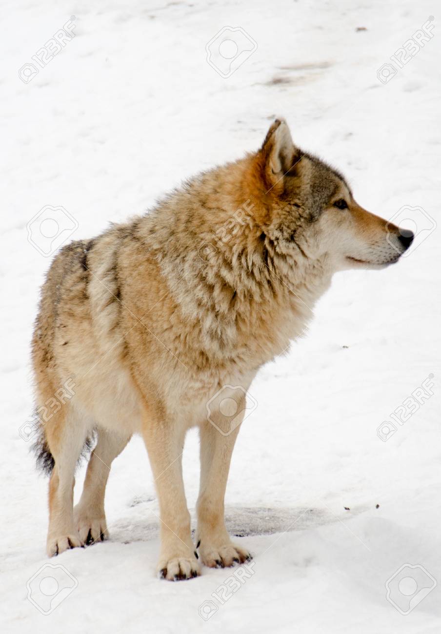 冬の狼 の写真素材 画像素材 Image 冬の狼 の写真素材 画像素材 Image