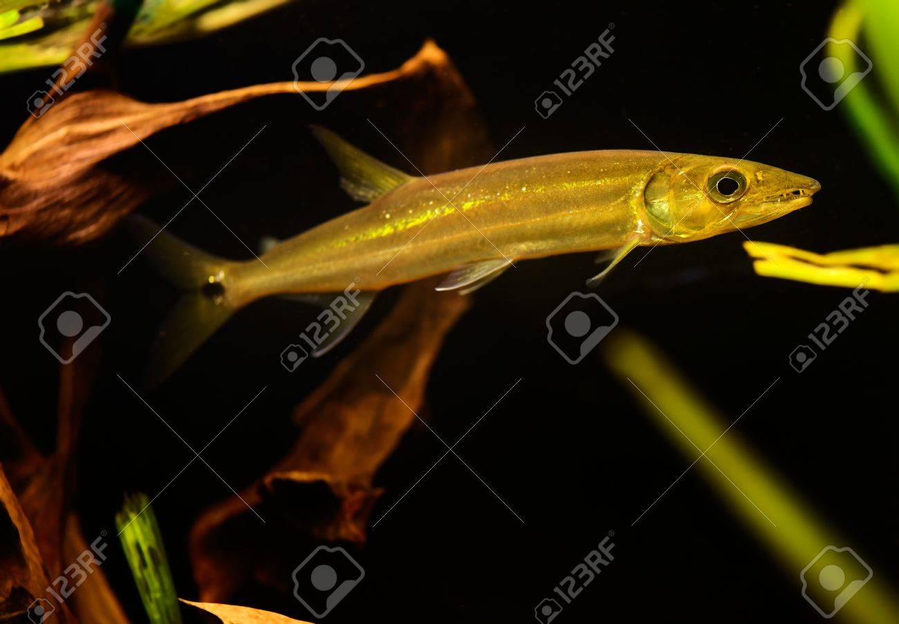 freshwater barracuda fish ctenolucius