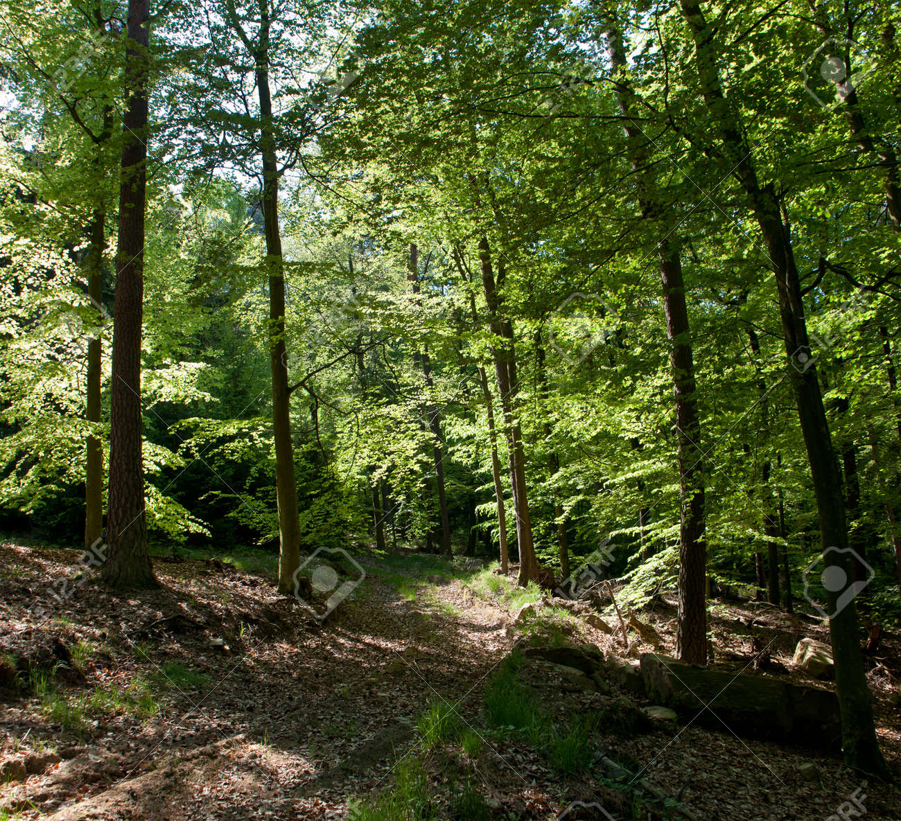 ドイツの森林 の写真素材 画像素材 Image