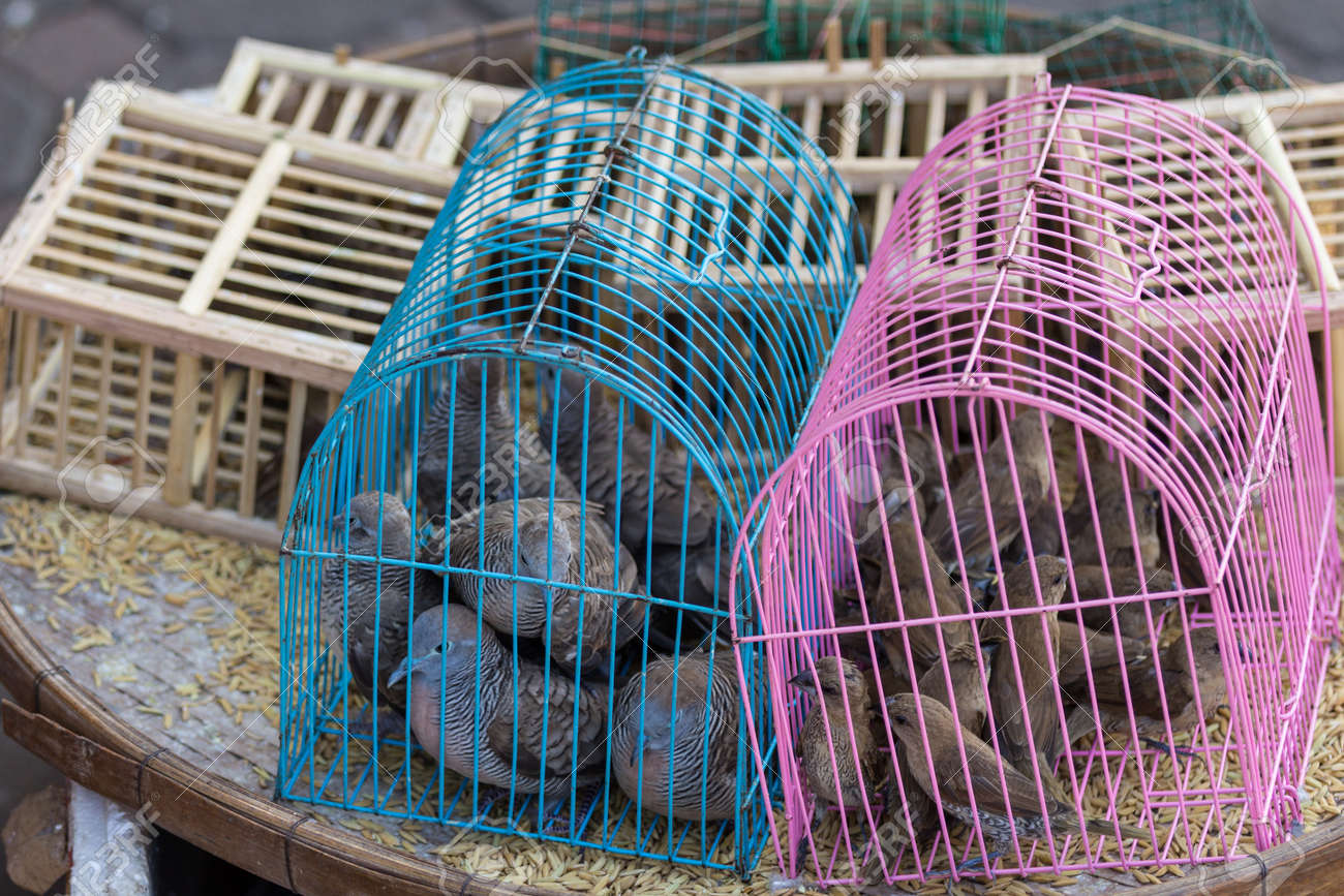 Small Bird Trapped In A Cage Placed On A Colorful Basket