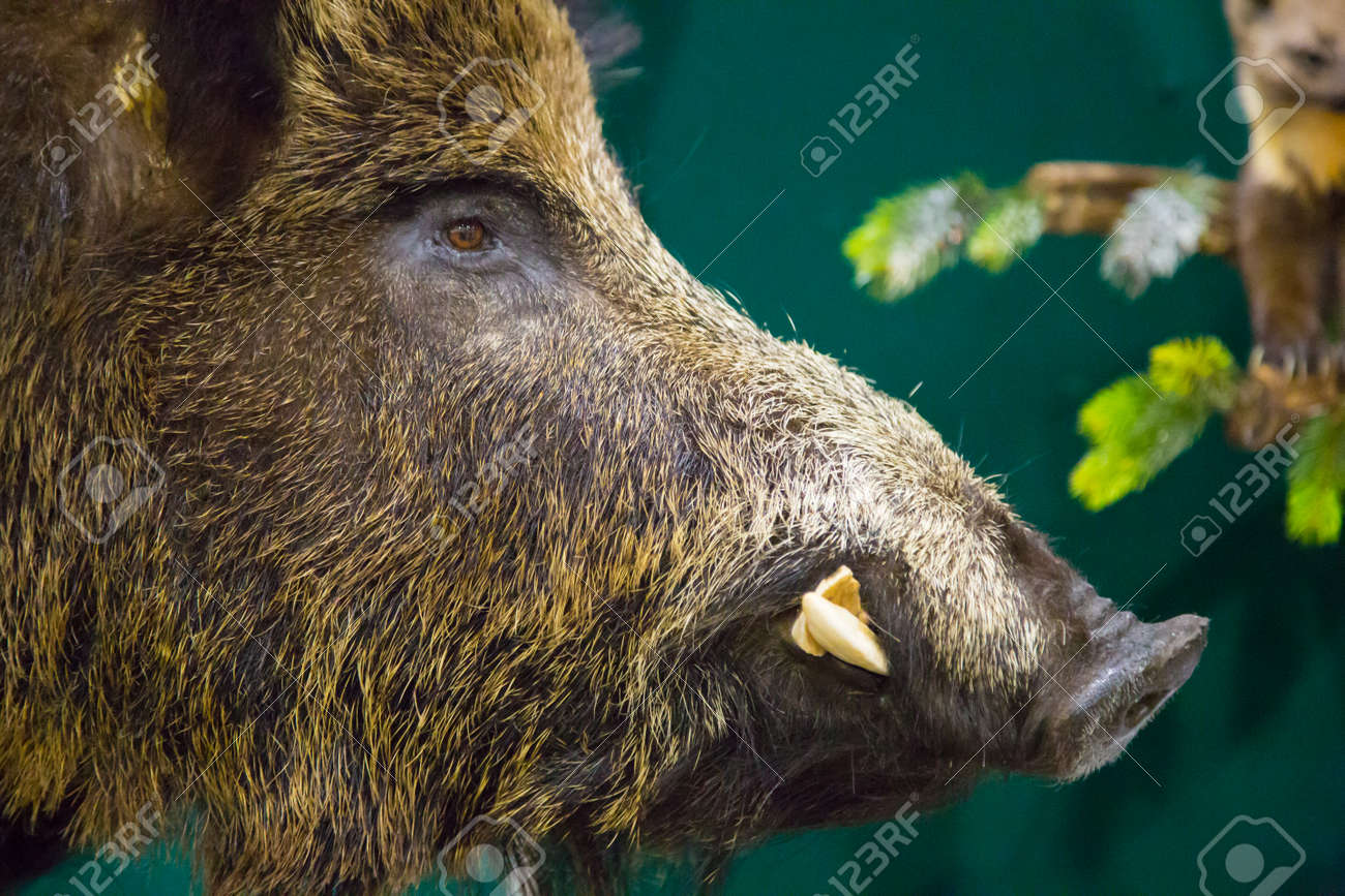 Head Of A Wild Boar With Fangs Stock Photo Picture And Royalty Free Image Image