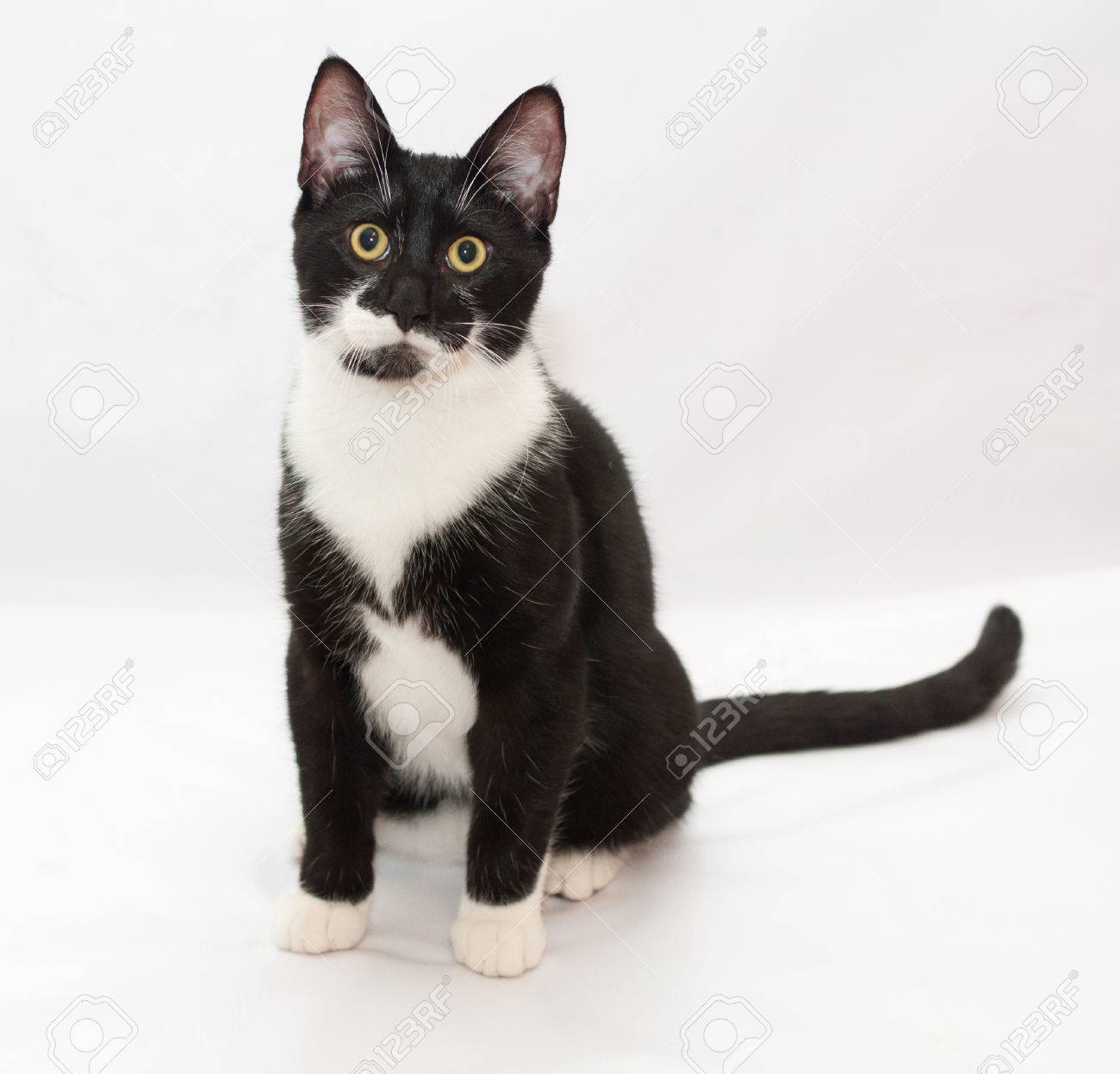 Chat Noir Et Blanc Assis Regardant Au Loin Avec Interet Banque D Images Et Photos Libres De Droits Image