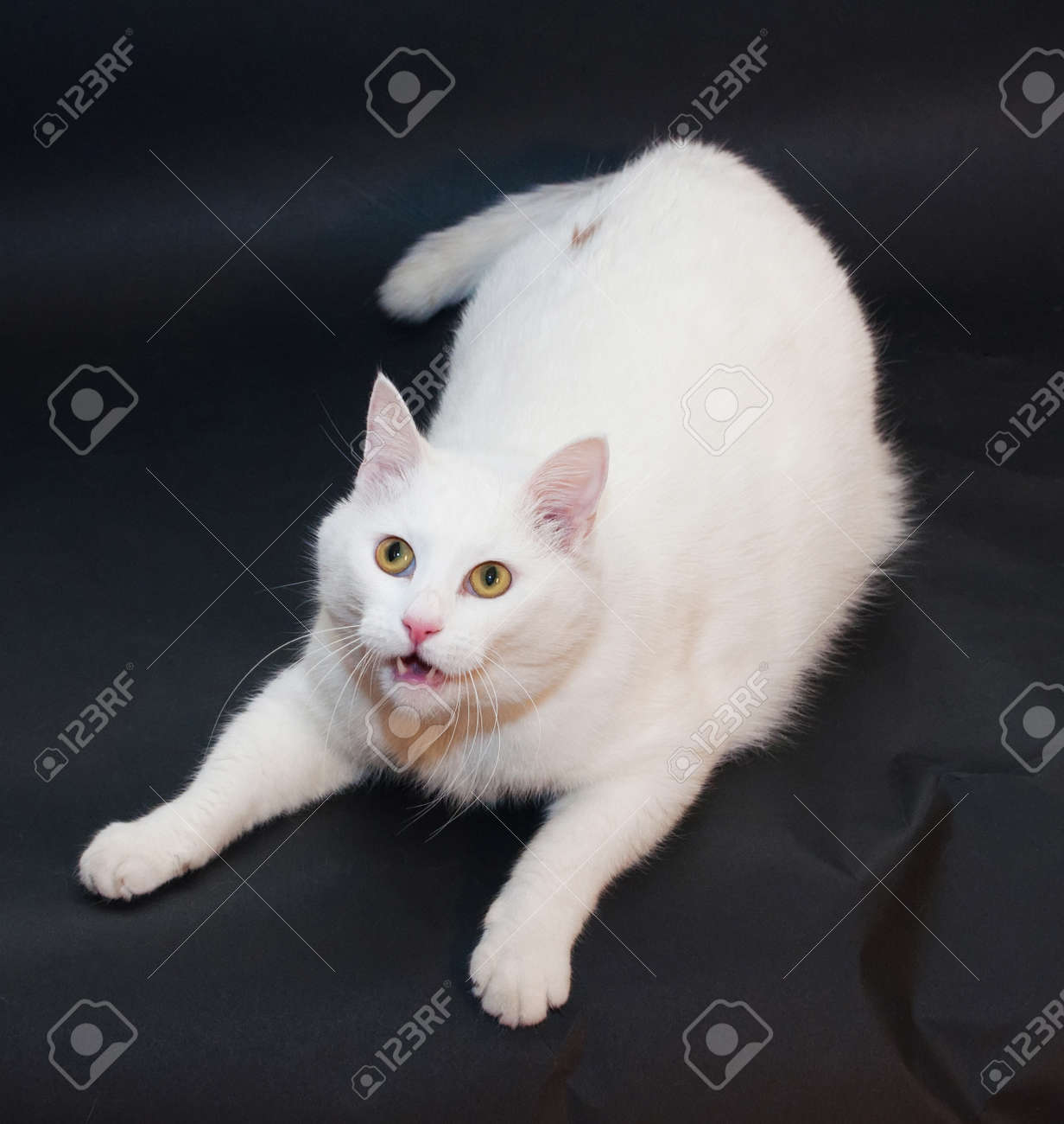 Gros Chat Blanc Aux Yeux Jaunes Couche Sur Fond Noir La Bouche Ouverte Carnivores Banque D Images Et Photos Libres De Droits Image