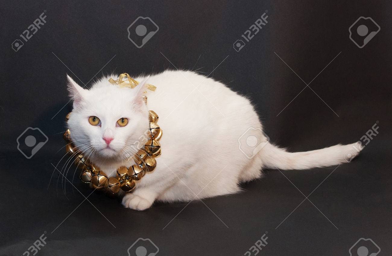 彼の首に鈴のクリスマス リースと黒の背景の上に座って黄色目の厚白猫 の写真素材 画像素材 Image