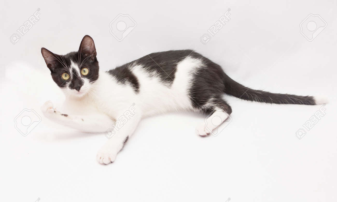 Chat Blanc Avec Des Taches Noires Et Des Yeux Jaunes Fait Un Geste Menaçant Sur Fond Blanc Gris