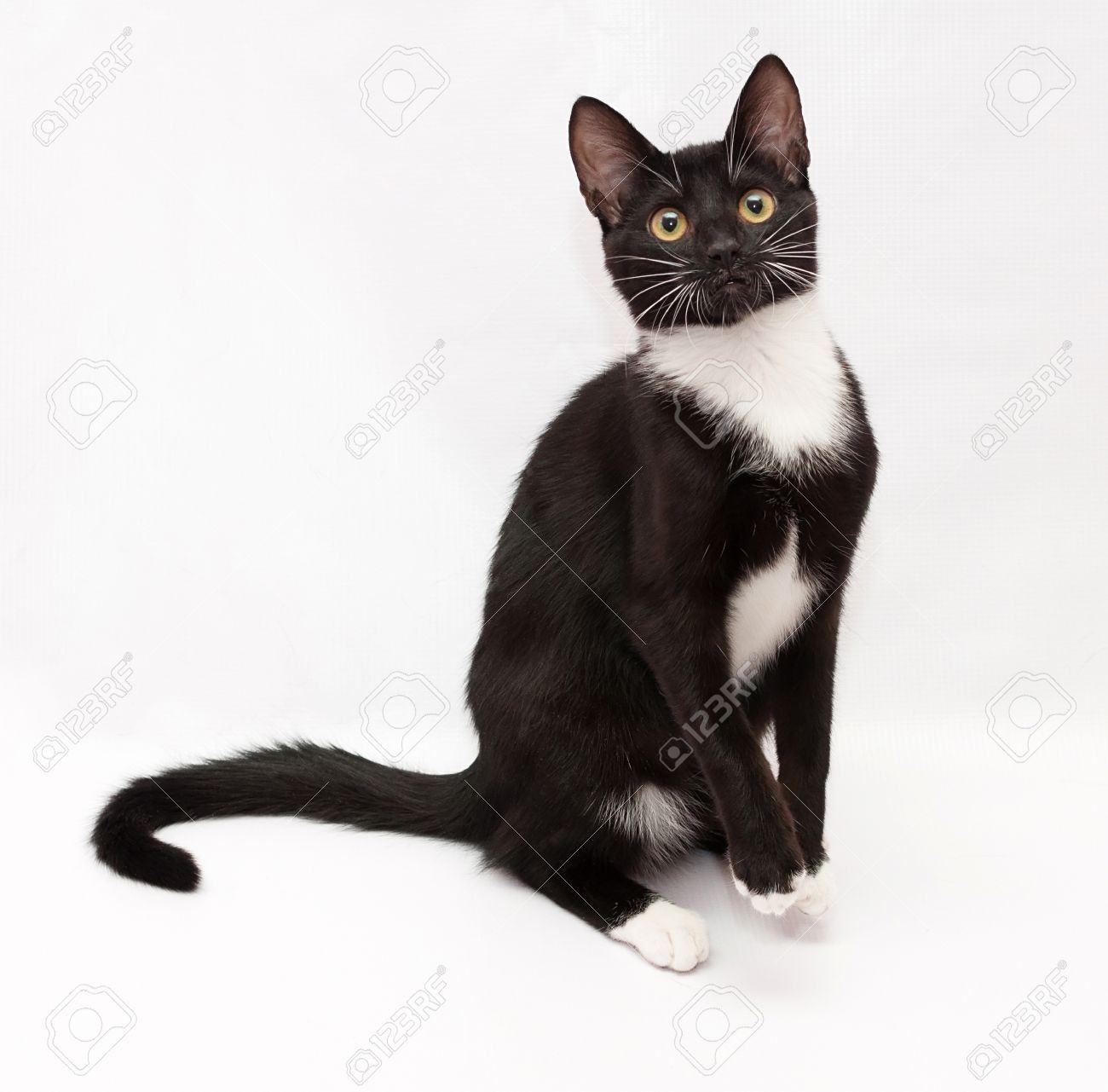 Chat Noir Et Blanc Est Debout Sur Ses Pattes Arrière Sur Fond Gris Blanc