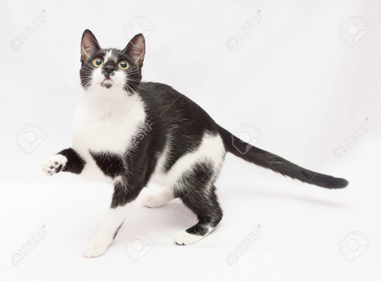 Chat Noir Et Blanc Effraye Etendues Pied Sur Fond Gris Blanc Banque D Images Et Photos Libres De Droits Image