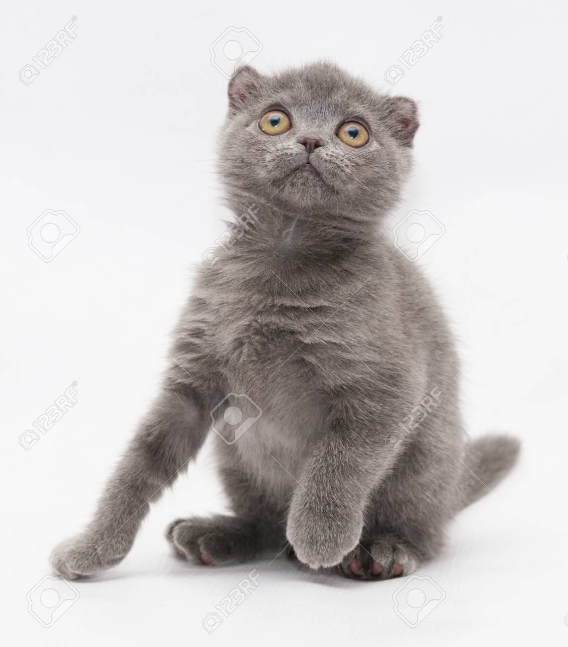 グレー ホワイト バック グラウンドの上を小さな青い子猫スコティッシュフォールド座って