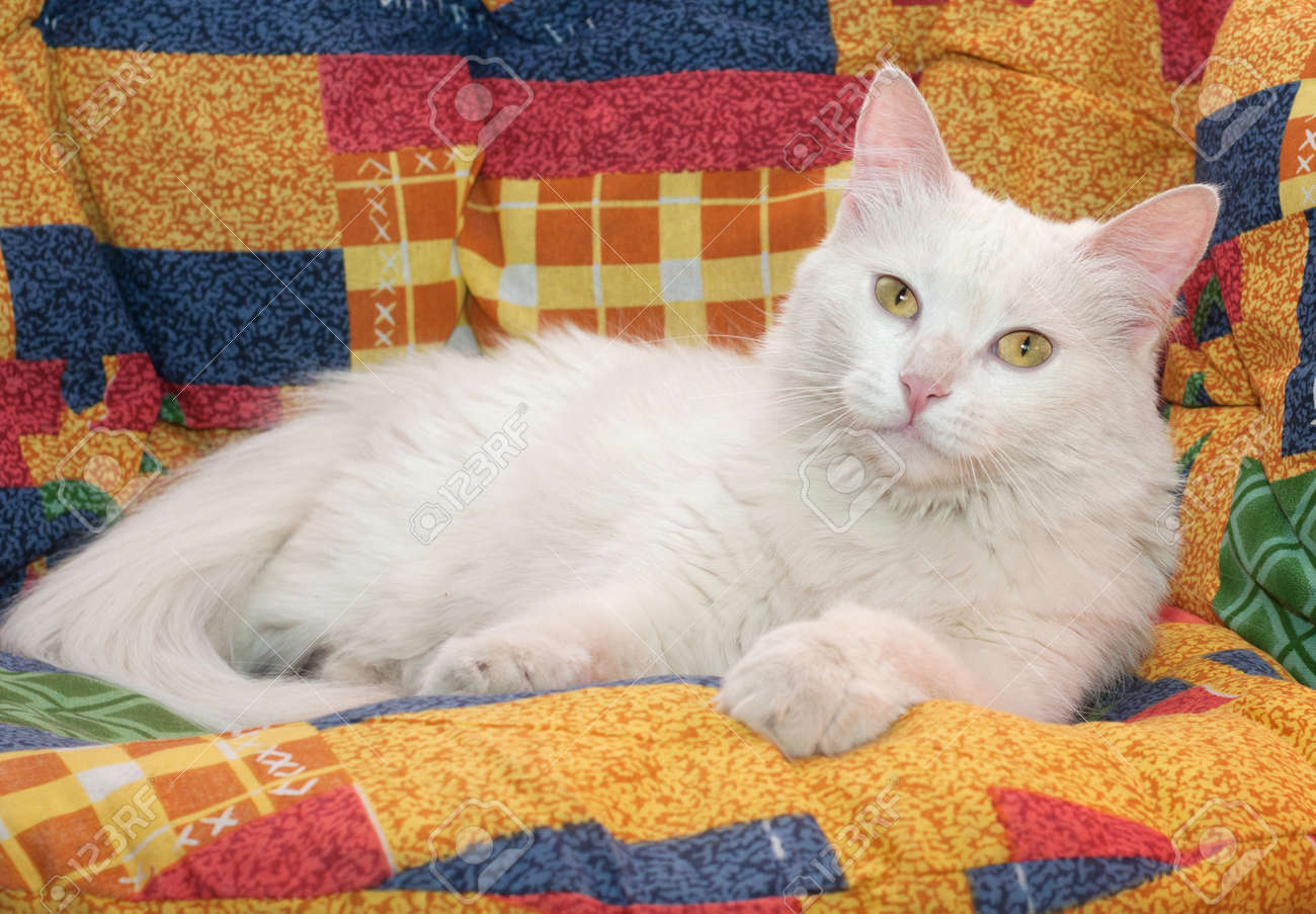 Chat Blanc Aux Yeux Jaunes Couché Sur Fond Bigarrée