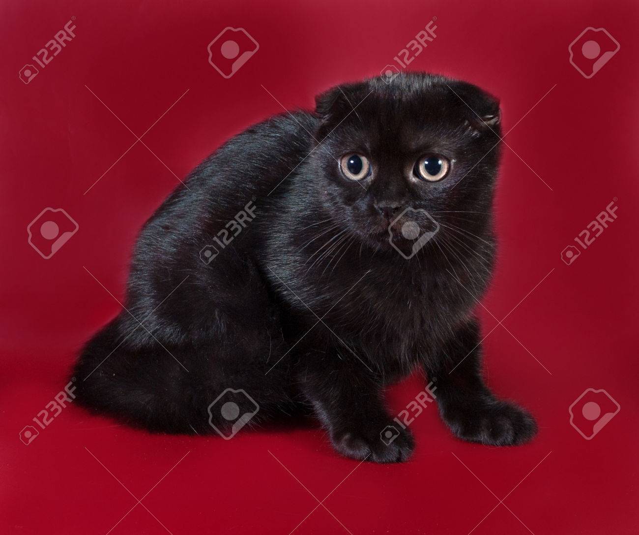 ブルゴーニュの背景の上に座って黒スコティッシュフォールド猫 の写真素材 画像素材 Image ブルゴーニュの背景の上に座って黒スコティッシュフォールド猫 の写真素材 画像素材 Image