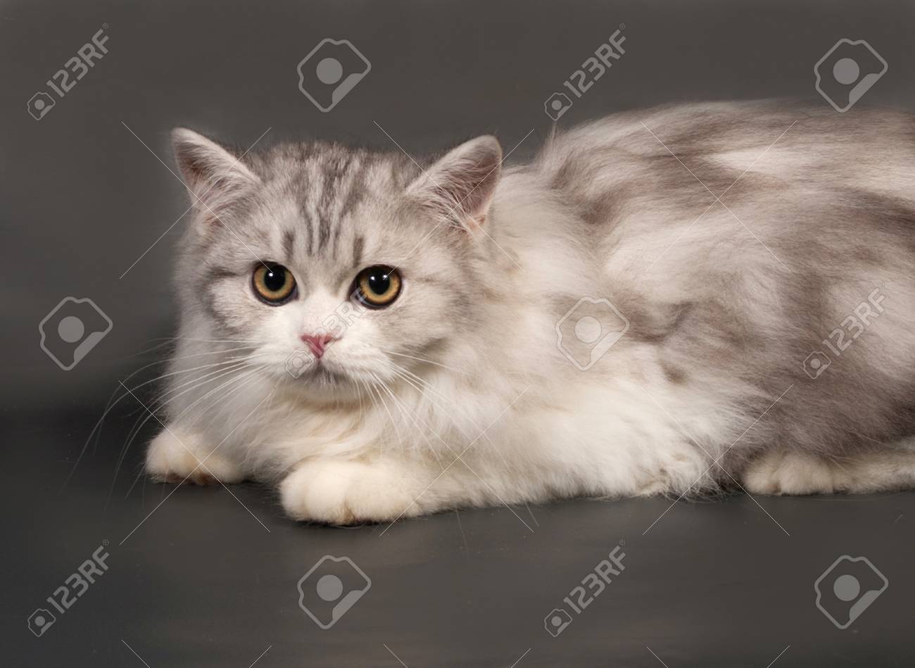 白と灰色の猫は、灰色の背景にあるスコティッシュ ・ フォールド の 