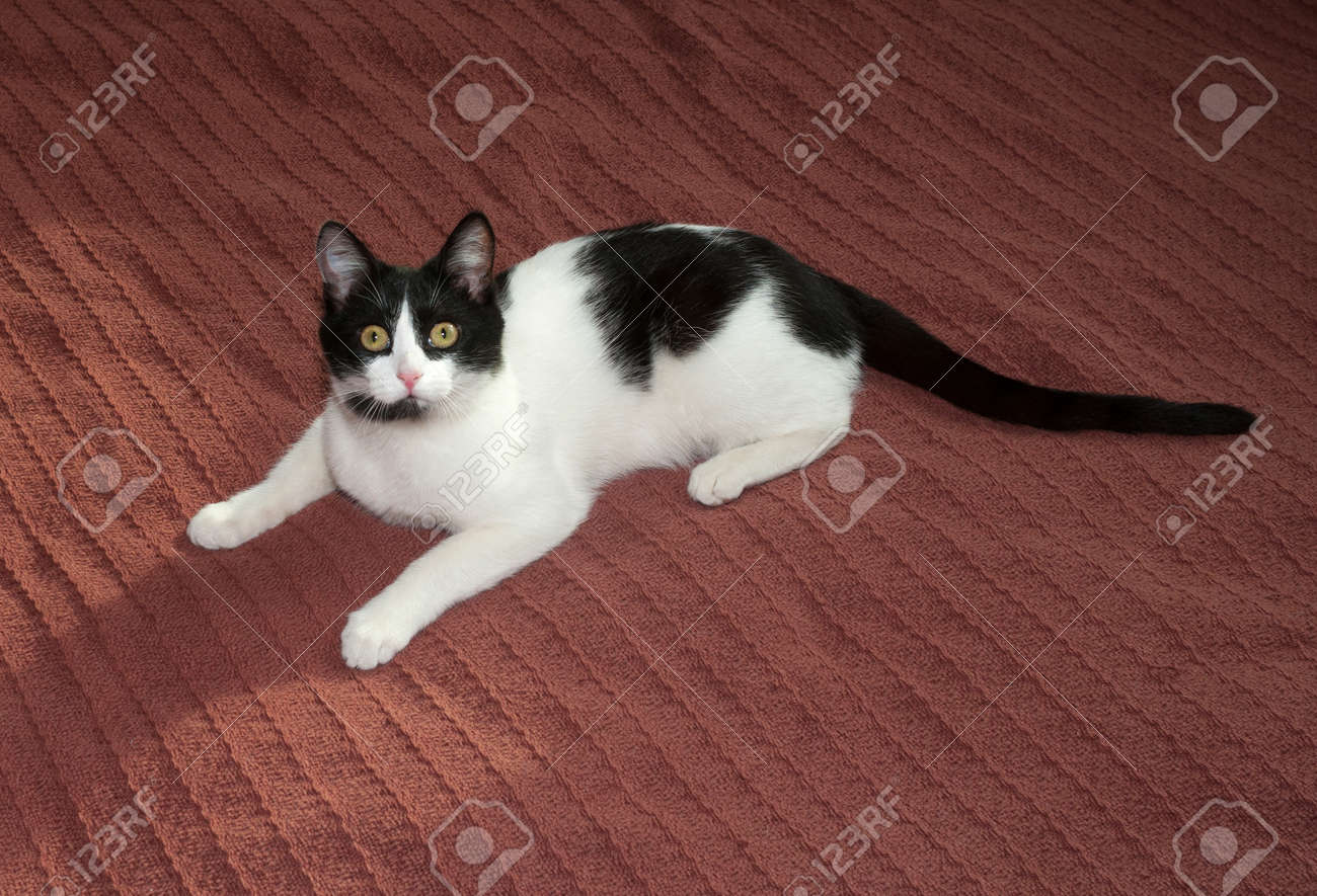 Chat Noir Et Blanc Couché Sur Le Couvre Lit Brun
