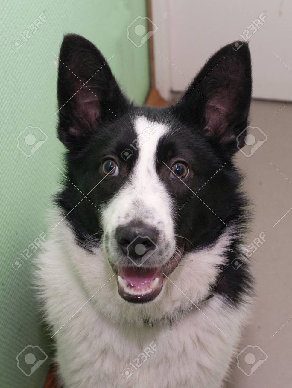 扉の背景の上に立って黒い斑点と若い 白い犬 の写真素材 画像素材 Image