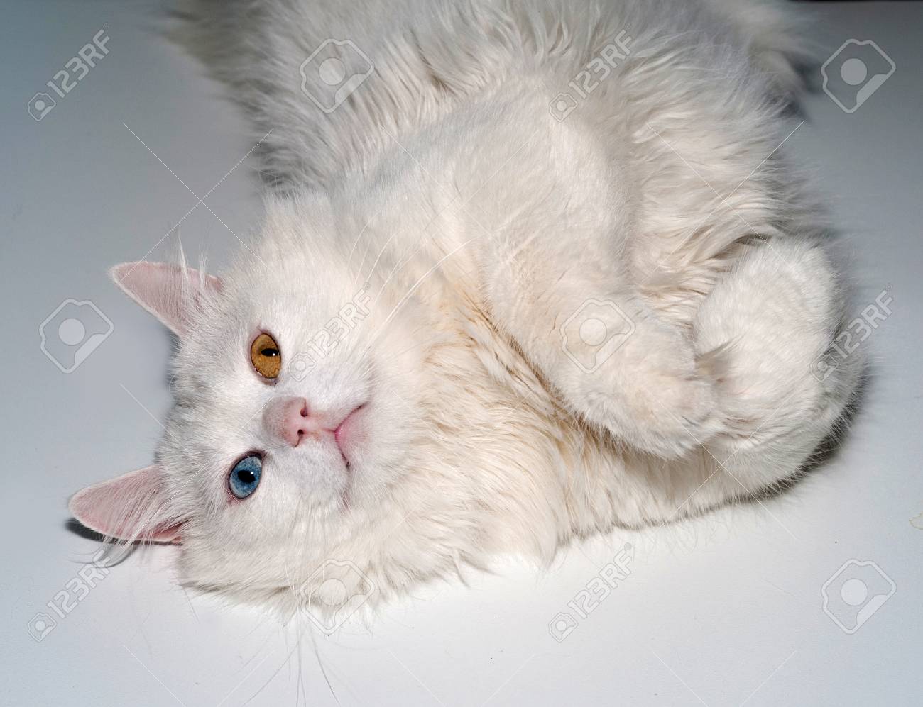 Chat Blanc Aux Yeux Bleus Et Jaunes Couché Sur Fond Gris