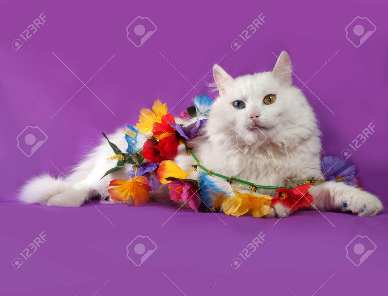 Chat Blanc Aux Yeux Bleus Et Jaunes Couché Sur Fond Violet Avec Guirlande De Fleurs