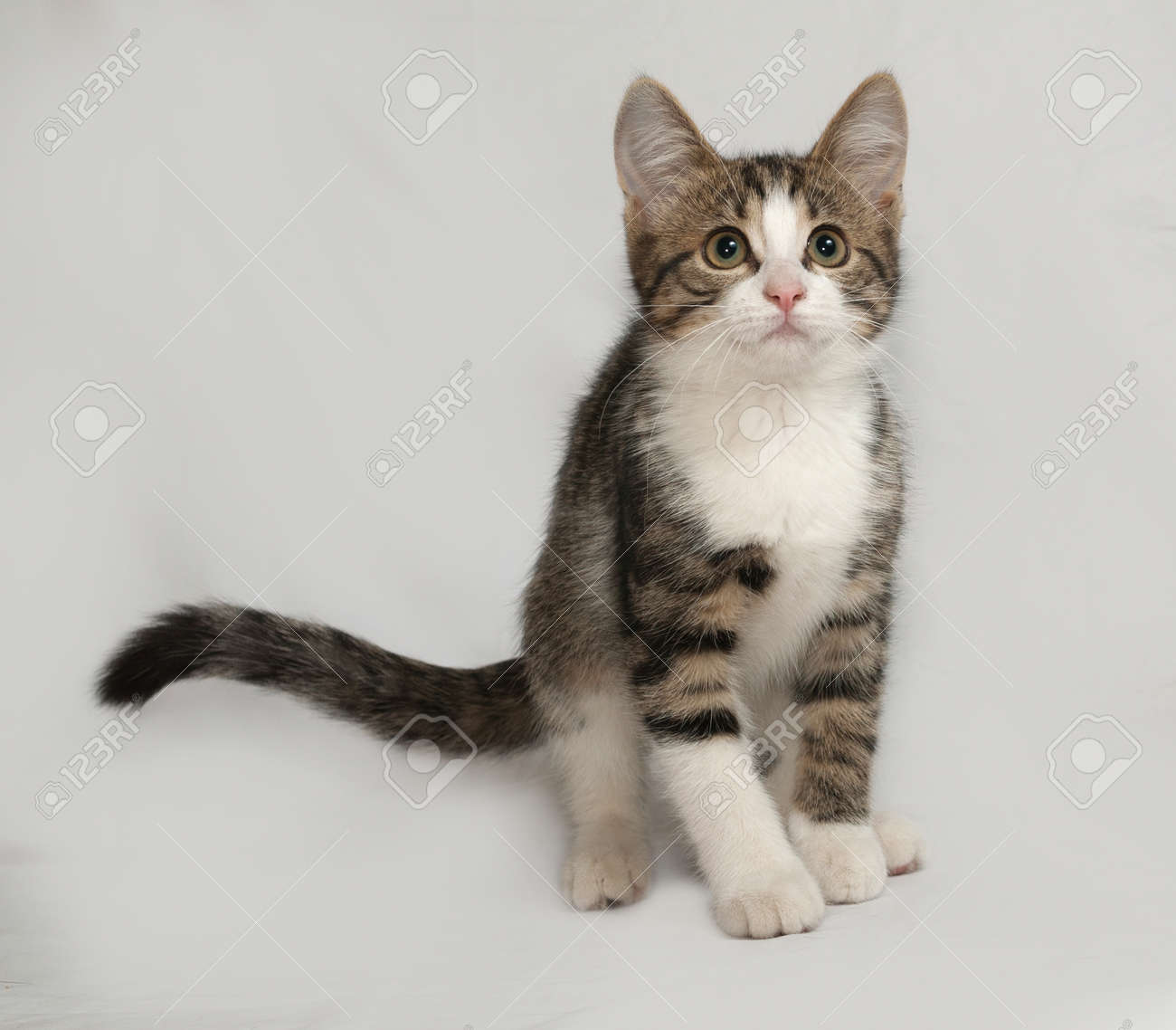 Rayé Et Chaton Blanc Assis Sur Fond Gris