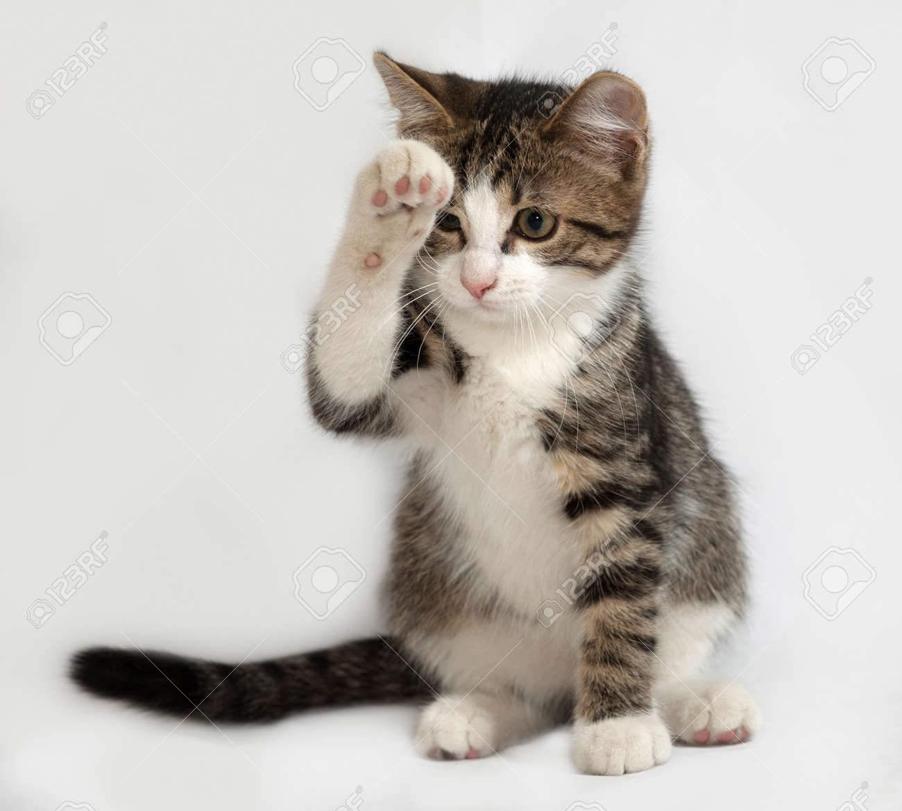 Raye Et Chaton Blanc Assis Sur Fond Gris Banque D Images Et Photos Libres De Droits Image