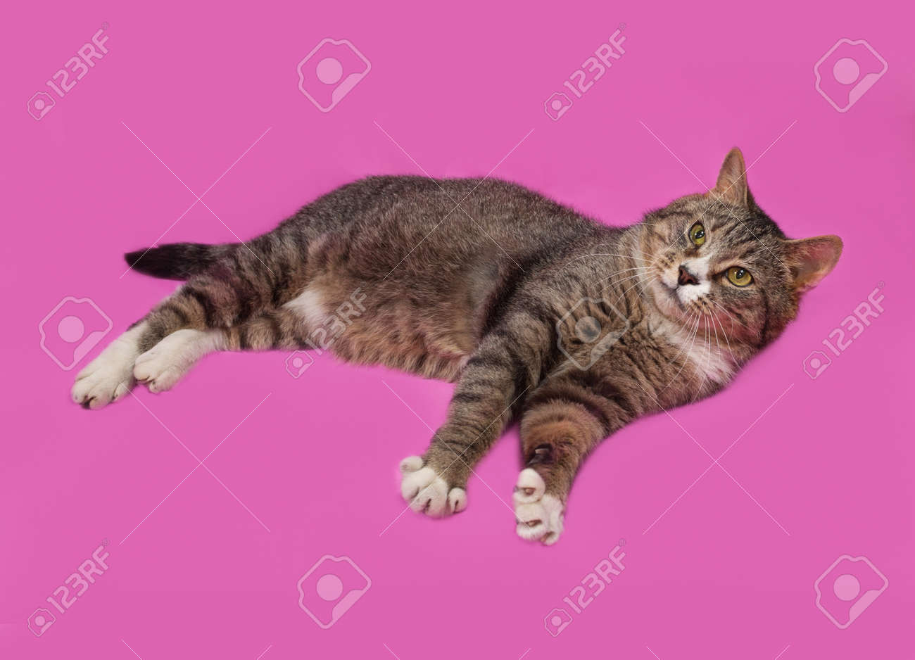 Gris Et Blanc Chat Tigré Se Trouve Sur Fond Rose