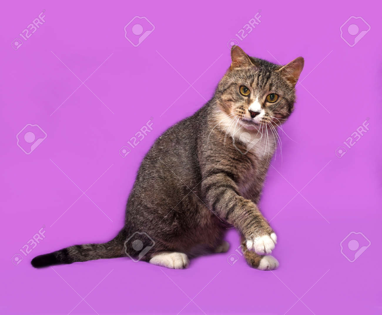 Gris Et Blanc Chat Tigré Assis Sur Fond Lilas