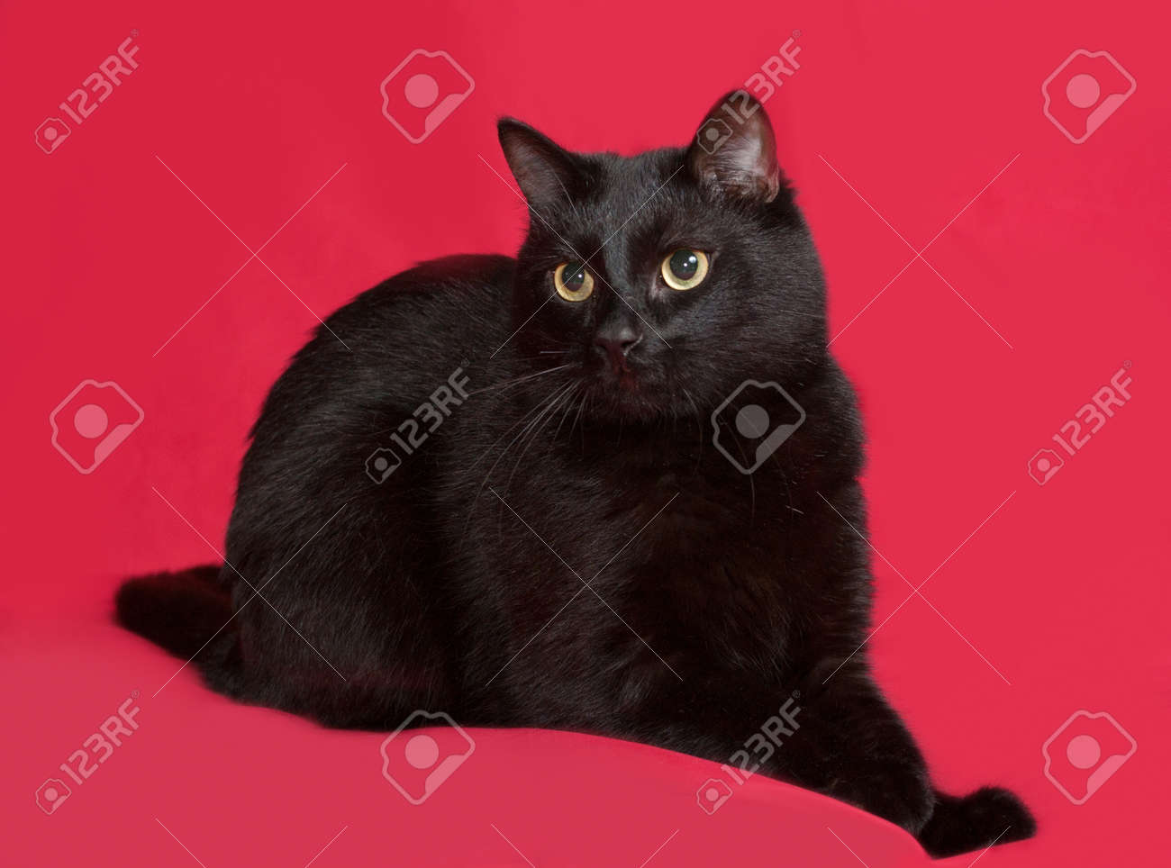 Immagini Stock Gatto Nero Seduto Su Sfondo Rosso Image 43371067