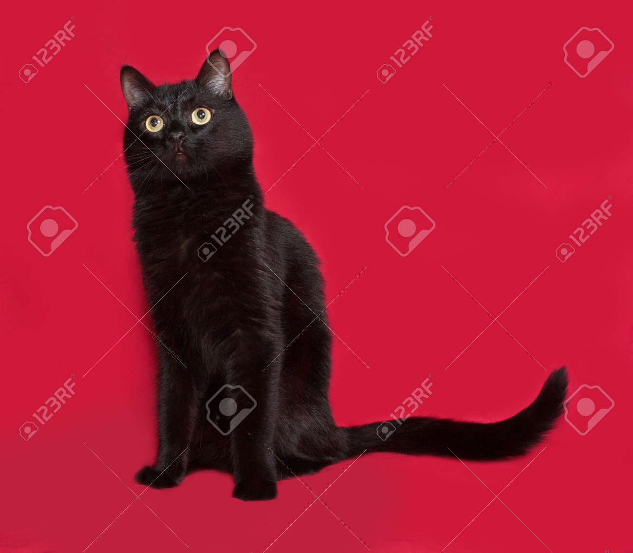 Immagini Stock Gatto Nero Seduto Su Sfondo Rosso Image 43692034