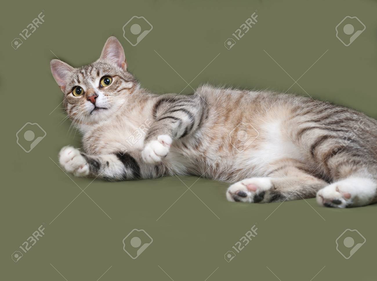 緑の背景にあるぶち猫と白猫 の写真素材 画像素材 Image