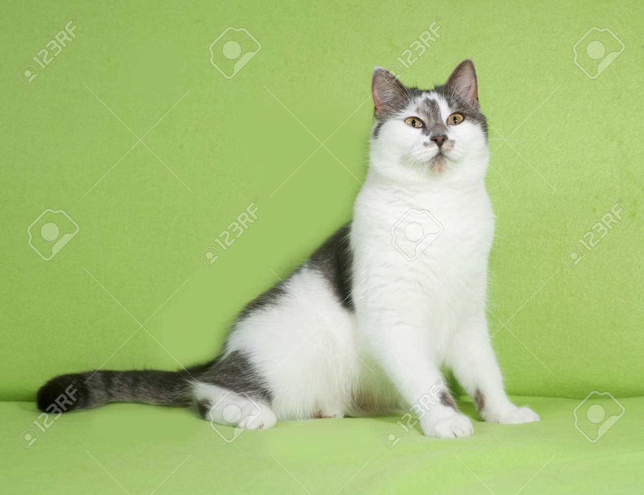 grey spotted cat