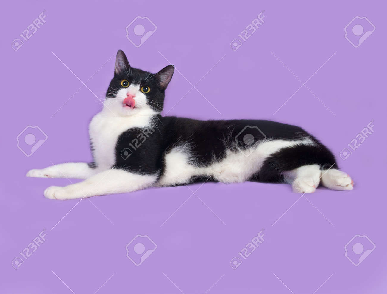 Les Différents Pelages Robes Et Couleurs Dun Chat