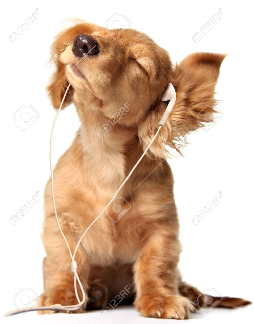 puppy listening to music