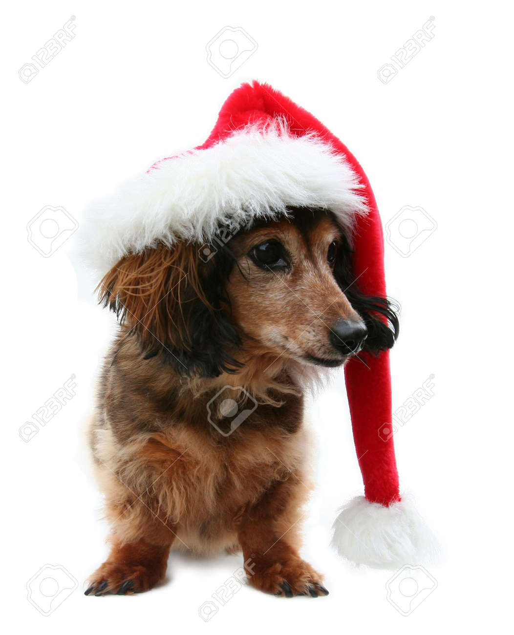 dachshund santa hat