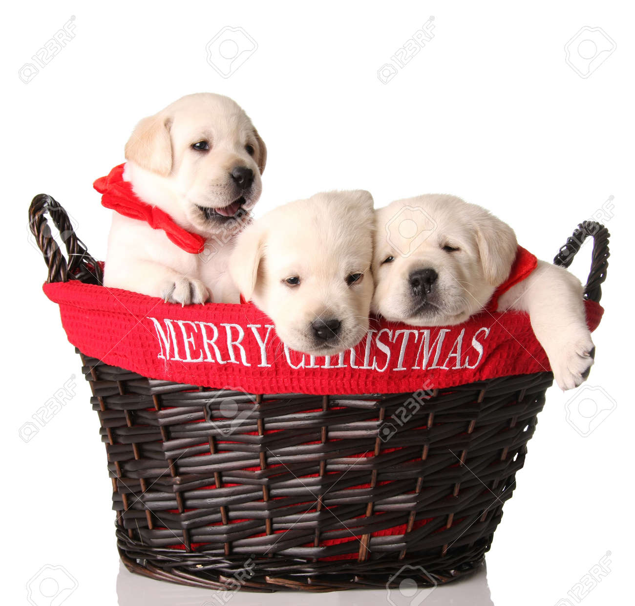 yellow lab christmas