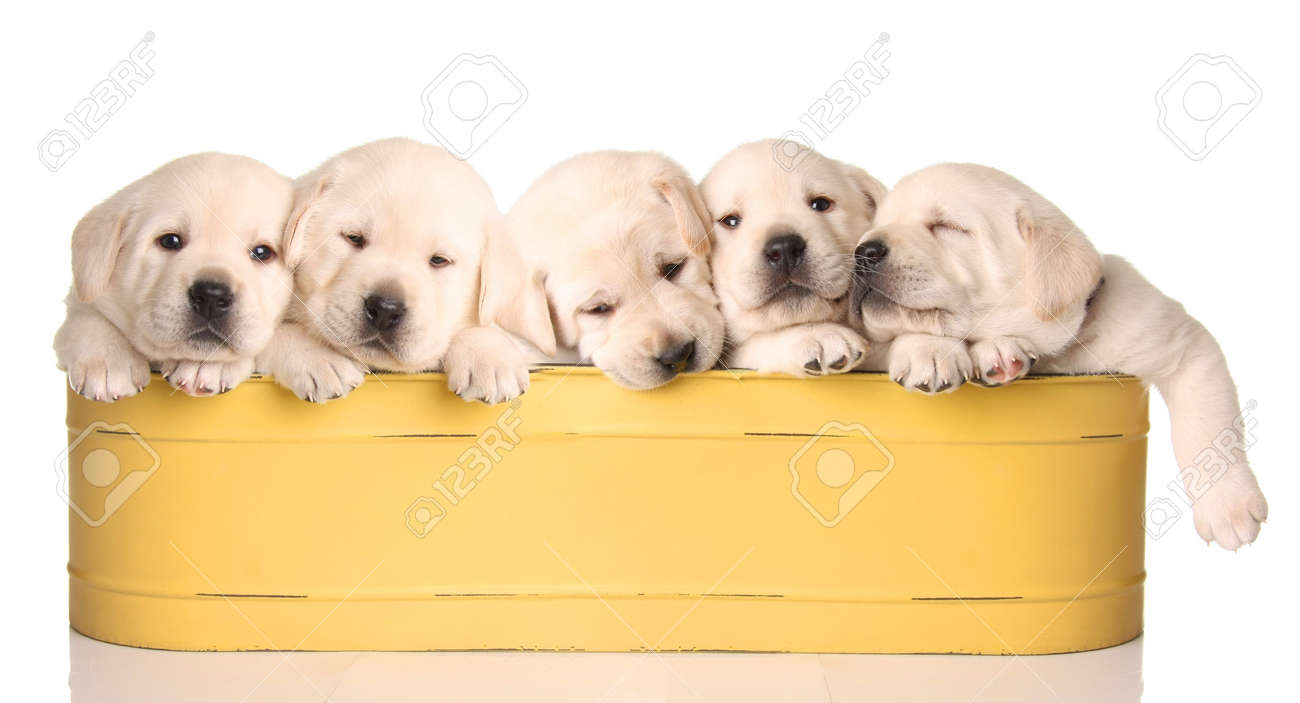 Five Yellow Lab Puppies In A Yellow Container Stock Photo, Picture and  Royalty Free Image. Image 6143820., image size:1300x703