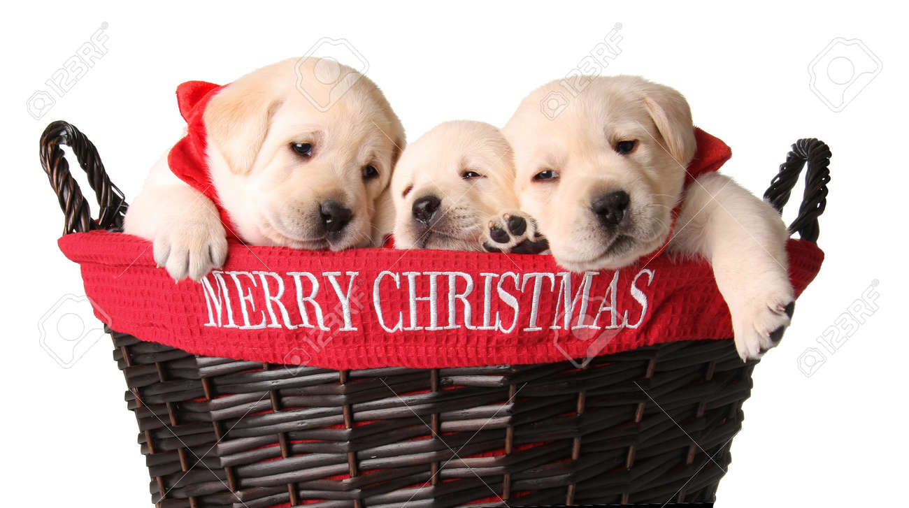 merry christmas labrador
