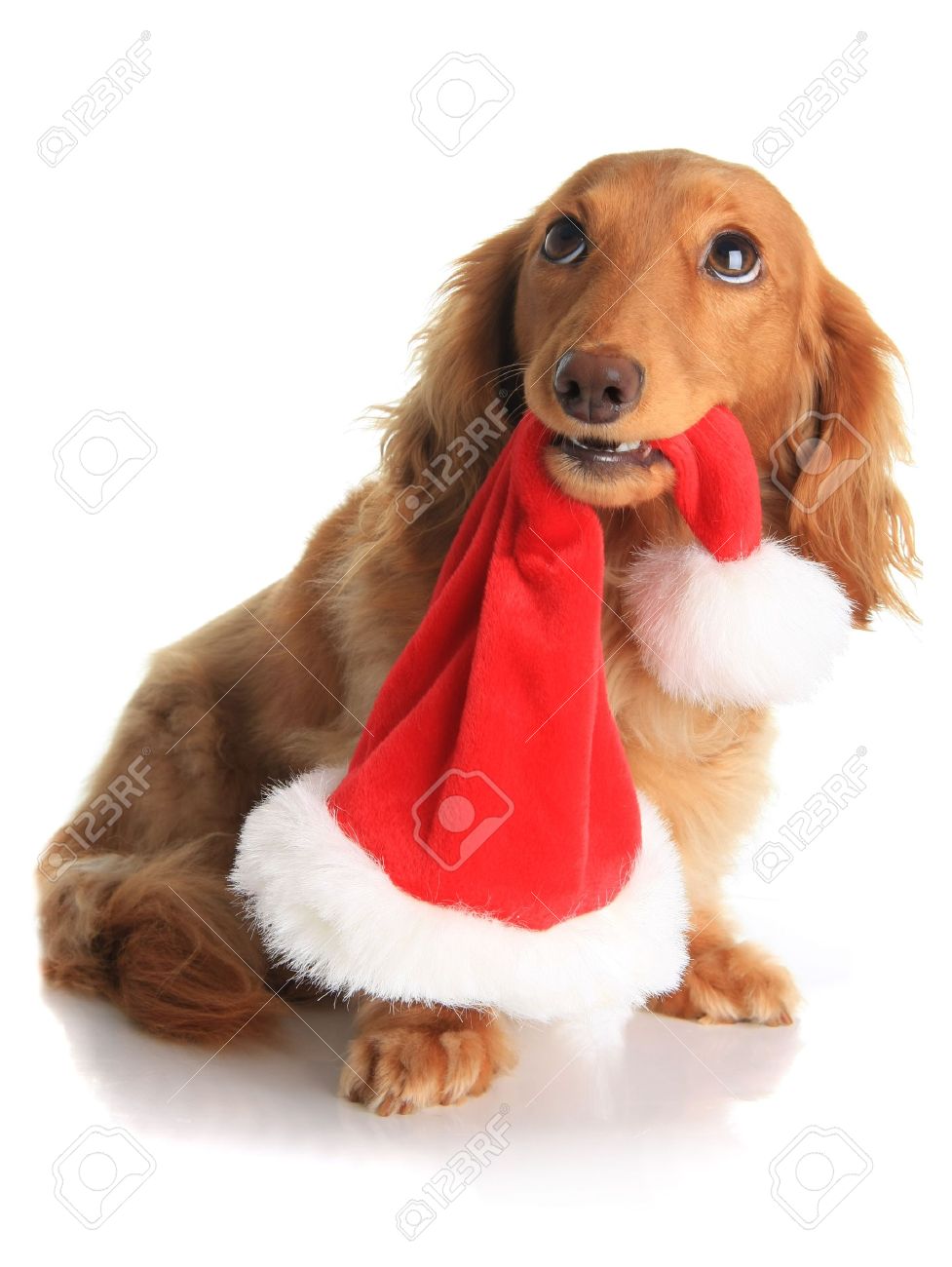 dachshund santa hat