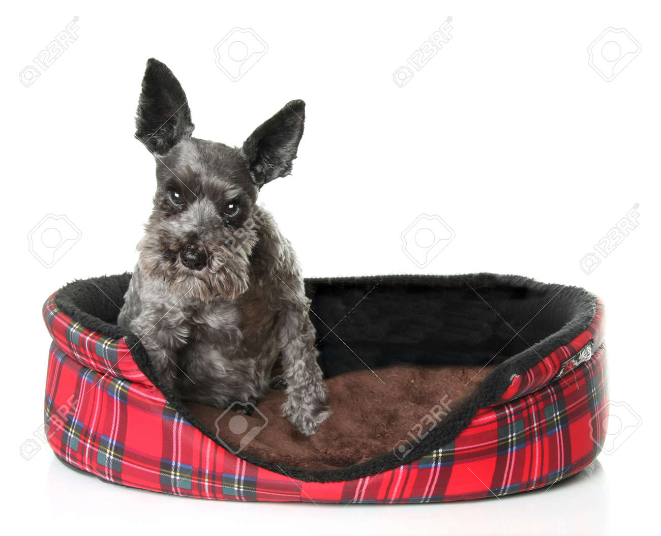 schnauzer dog bed