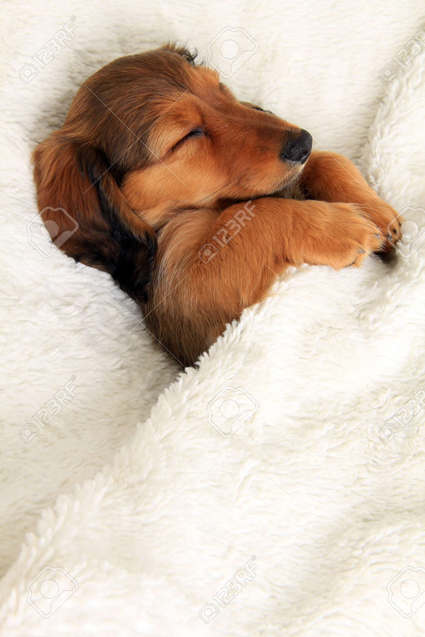 ダックスフンド 子犬 毛布の上で眠っています の写真素材 画像素材 Image ダックスフンド 子犬 毛布の上で眠っています の写真素材 画像素材 Image