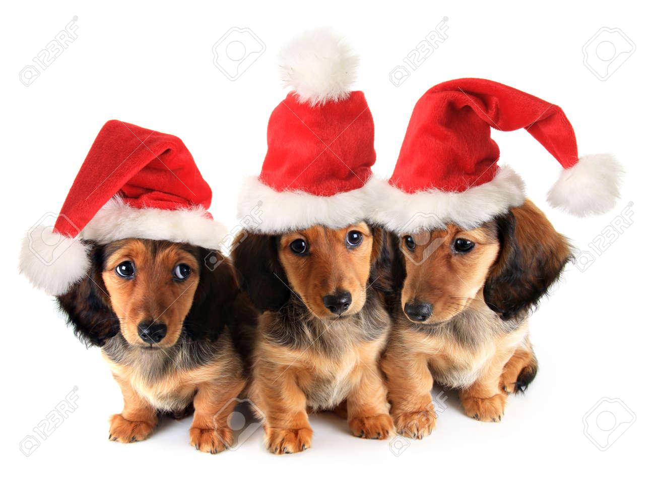 dachshund santa hat