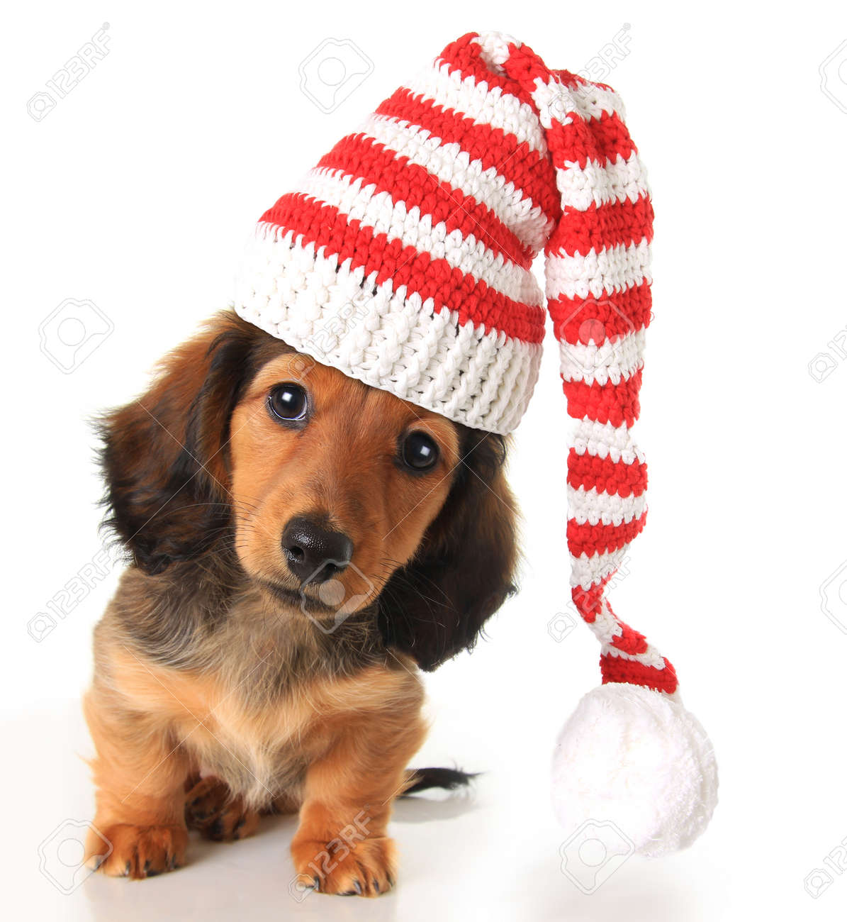 dachshund santa hat