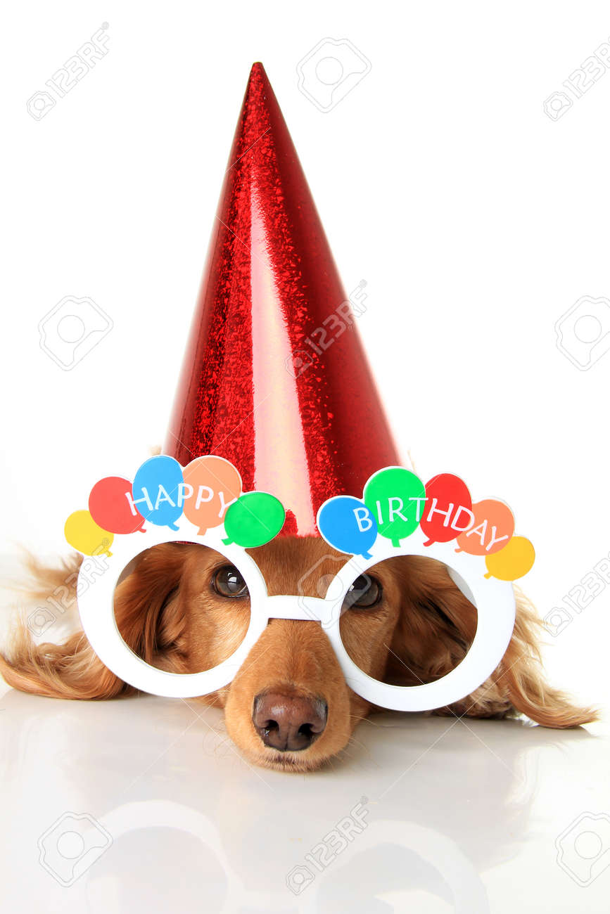 Chiot Teckel Portant Joyeux Anniversaire Lunettes Et Un Chapeau De Fete Banque D Images Et Photos Libres De Droits Image