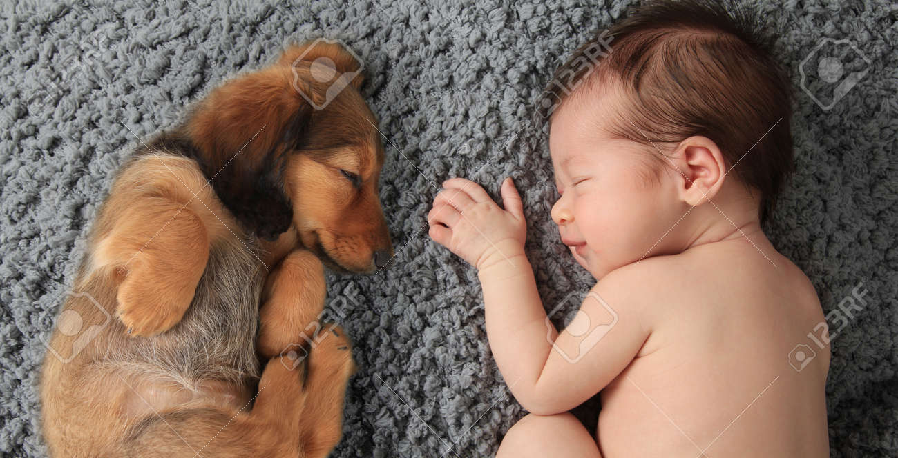 ダックスフンド子犬の横に寝ている生まれたばかりの赤ちゃん女の子 の写真素材 画像素材 Image