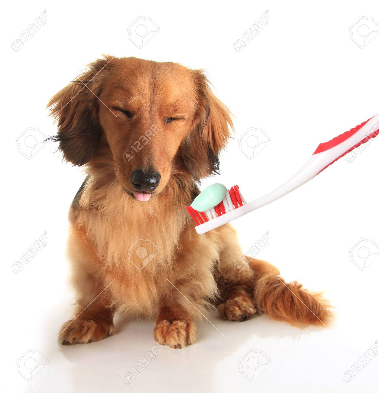 dog toothbrush instagram