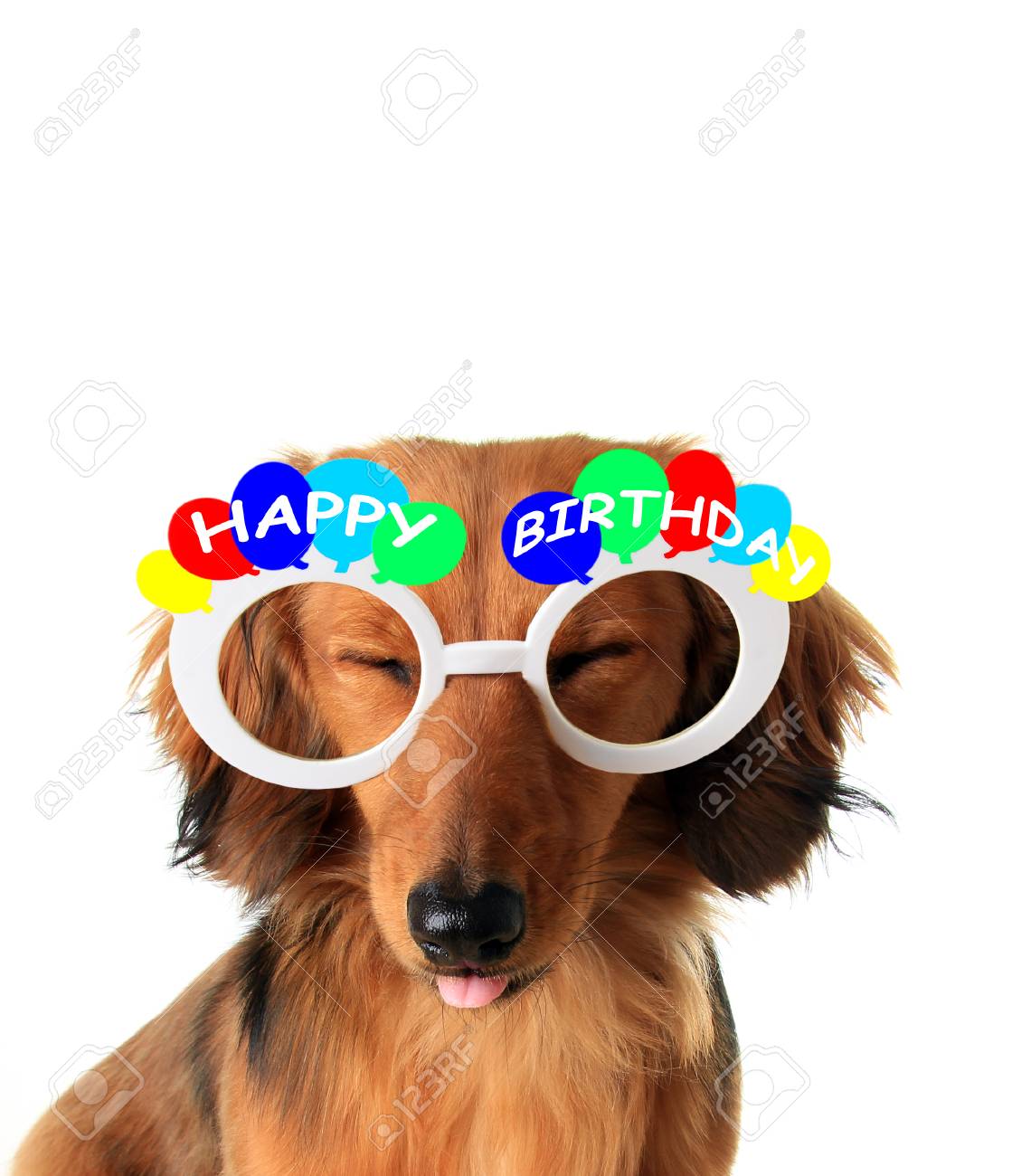 Funny Chiot Teckel Joyeux Anniversaire Avec Les Yeux Fermes Et La Langue Qui Sort Banque D Images Et Photos Libres De Droits Image Funny Chiot Teckel Joyeux Anniversaire Avec Les Yeux Fermes Et La Langue Qui Sort Banque D Images Et Photos Libres De Droits Image