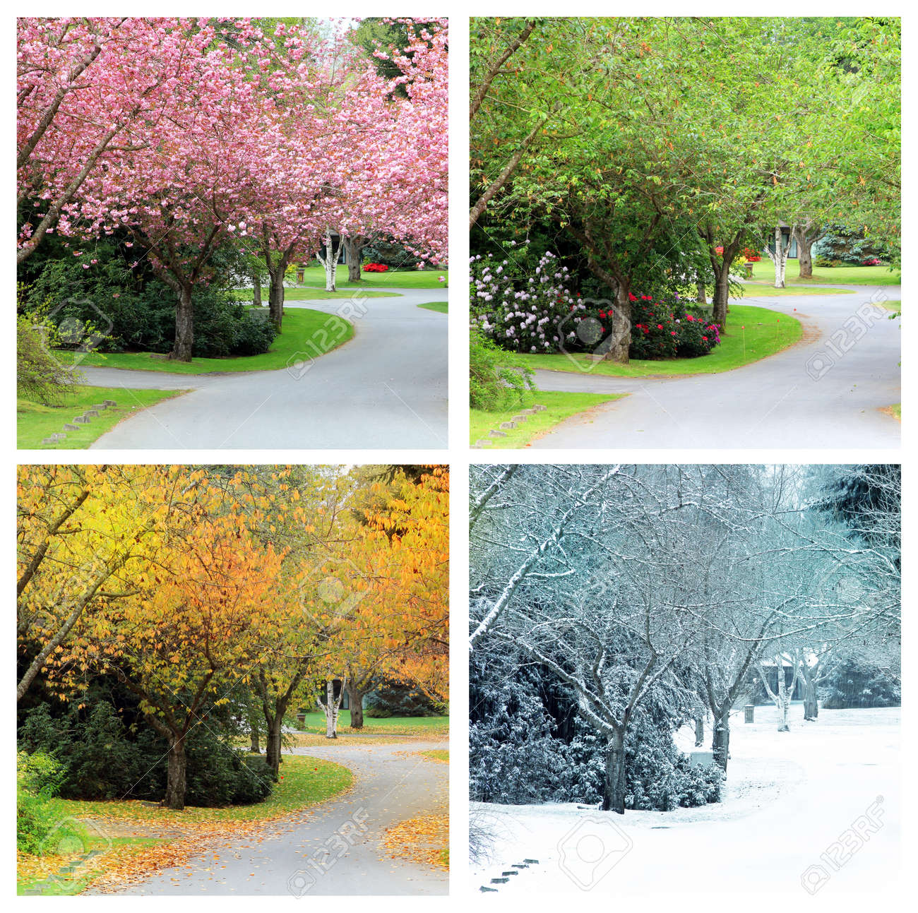 Four Seasons Photographed From The Exact Same Location On A Cherry Tree  Lined Street In Canada. Spring, Summer, Autumn And Winter. Фотография,  картинки, изображения и сток-фотография без роялти. Image 103759803