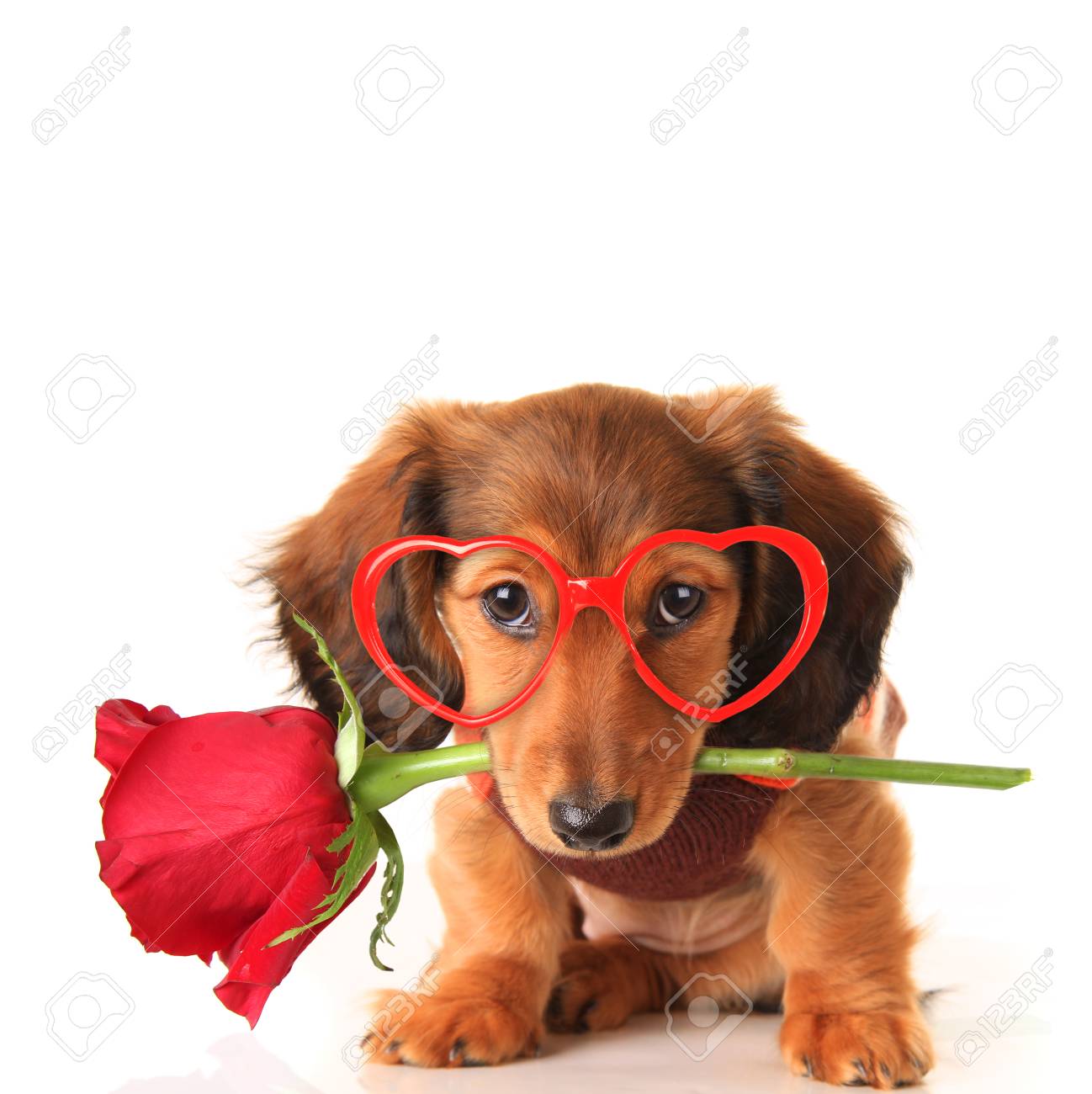 92 cm ALAZA Valentine's Day Dachshund Puppy Dog Love Heart Round Area Rug for Living Room Bedroom 3' Diameter 92 cm ALAZA Valentine's Day Dachshund Puppy Dog Love Heart Round Area Rug for Living Room Bedroom 3' Diameter