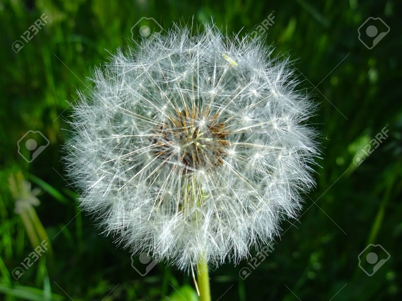 blowball flower dandelion flower closeup stock photo picture