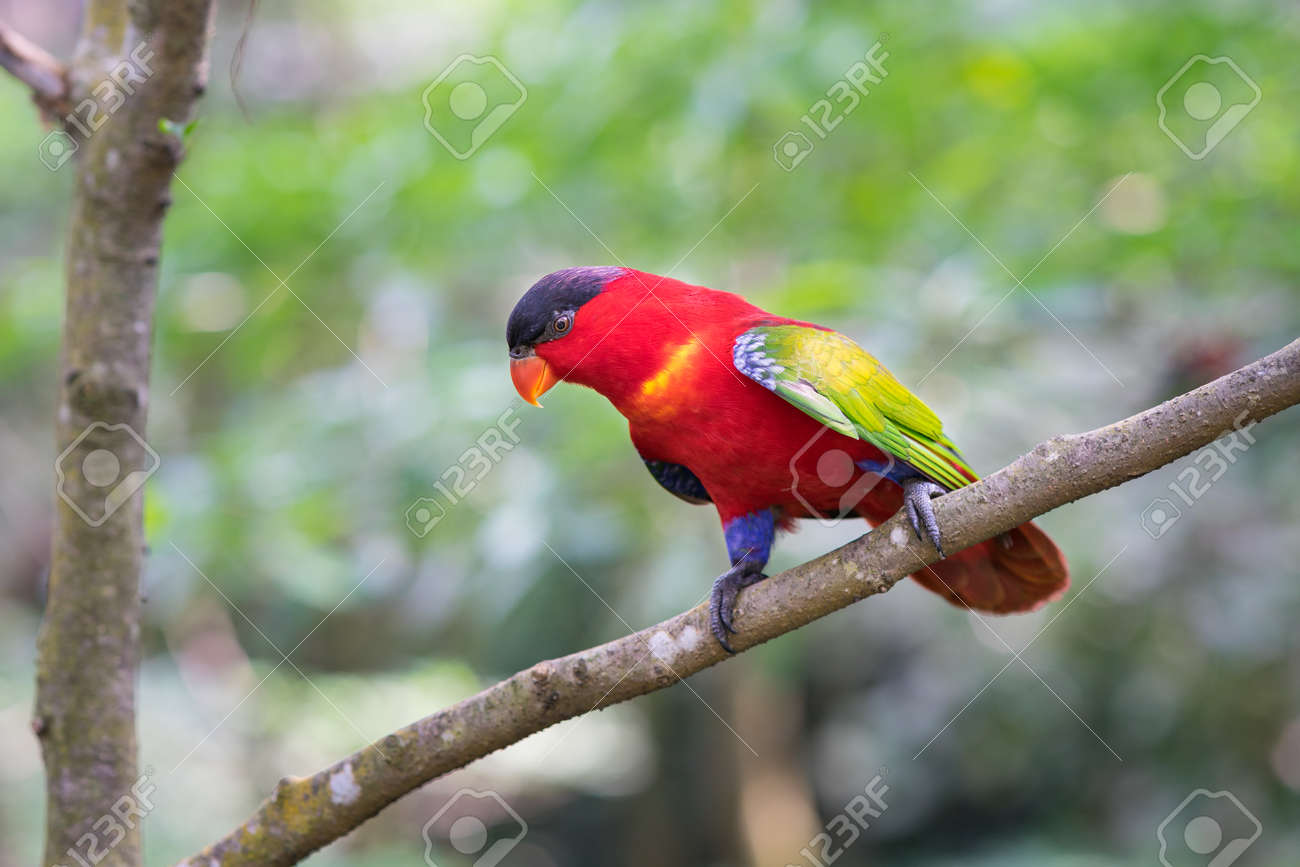 etiam-dictum-ipsum-a-felis