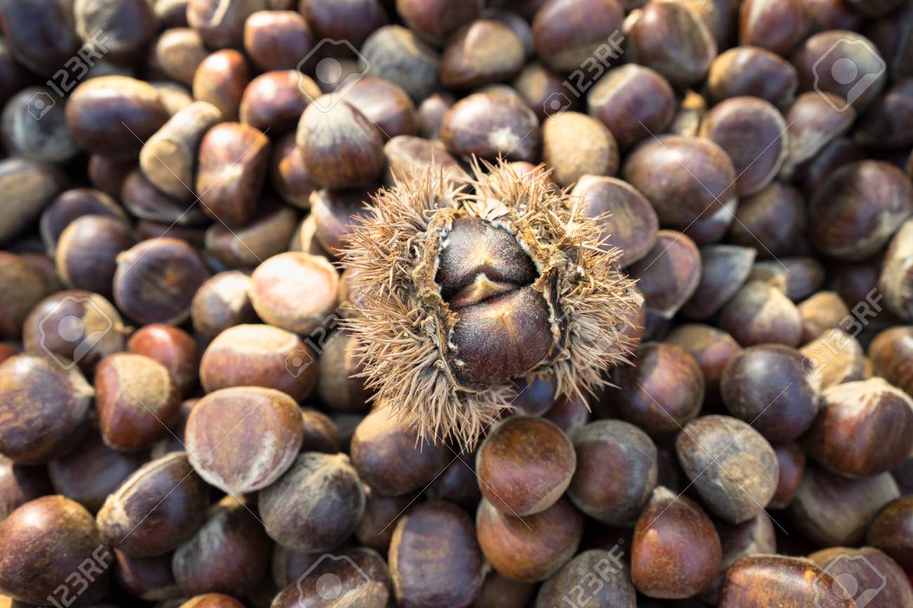 Fresh Chesnut Stock Photo Picture And Royalty Free Image Image